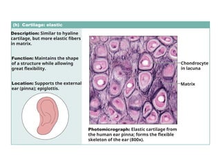 (h) Cartilage: elastic
Description: Similar to hyaline
cartilage, but more elastic fibers
in matrix.
Function: Maintains the shape
of a structure while allowing
great flexibility.
Location: Supports the external
ear (pinna); epiglottis.
Photomicrograph: Elastic cartilage from
the human ear pinna; forms the flexible
skeleton of the ear (800x).
Chondrocyte
in lacuna
Matrix
 
