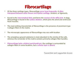 Fibrocartilage
Fibrocartilage
• Of the three cartilage types, fibrocartilage occur least frequently. It often
interposed between other tissues and hyaline cartilage, tendons, or ligaments.
• Found in the intervertebral disks and forms the menisci of the stifle joint. In dogs,
fibrocartilage is found in the cardiac skeleton, which joins the atrial and ventricular
heart muscles.
• The most striking characteristic of fibrocartilage is the presence of prominent type
I collagen fibers in the matrix.
• The microscopic appearance of fibrocartilage may vary with location
• The amorphous ground substance is most abundant in the vicinity of the cells,
whereas the remainder of the matrix contains primarily collagen fiber bundles.
• Fibrocartitage lacks a distinct perichondrium; the cartilage is surrounded by
collagen fibers in some locations, but a cellular layer is absent.
Connective and supportive tissues
Connective and supportive tissues
 