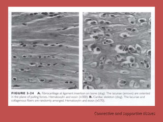 Connective and supportive tissues
Connective and supportive tissues
 