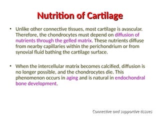 Nutrition of Cartilage
Nutrition of Cartilage
• Unlike other connective tissues, most cartilage is avascular.
Therefore, the chondrocytes must depend on diffusion of
nutrients through the gelled matrix. These nutrients diffuse
from nearby capillaries within the perichondrium or from
synovial fluid bathing the cartilage surface.
• When the intercellular matrix becomes calcified, diffusion is
no longer possible, and the chondrocytes die. This
phenomenon occurs in aging and is natural in endochondral
bone development.
Connective and supportive tissues
Connective and supportive tissues
 