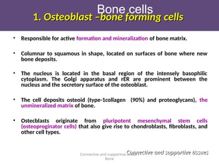 1.
1. Osteoblast –bone forming cells
Osteoblast –bone forming cells
• Responsible for active formation and mineralization of bone matrix.
• Columnar to squamous in shape, located on surfaces of bone where new
bone deposits.
• The nucleus is located in the basal region of the intensely basophilic
cytoplasm. The Golgi apparatus and rER are prominent between the
nucleus and the secretory surface of the osteoblast.
• The cell deposits osteoid (type-1collagen (90%) and proteoglycans), the
unmineralized matrix of bone.
• Ostecblasts originate from pluripotent mesenchymal stem cells
(osteoproginator cells) that also give rise to chondroblasts, fibroblasts, and
other cell types.
Connective and supportive tissue -
Bone
Connective and supportive tissues
Connective and supportive tissues
Bone cells
 