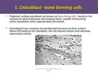 1.
1. Osteoblast –bone forming cells
Osteoblast –bone forming cells
• Flattened, resting osteoblasts are known as bone lining cells - found on the
surfaces of adult trabeculae and compact bone, capable of becoming
active osteoblasts when appropriately stimulated.
• Osteoblasts have receptors for parathyroid hormone on their surface.
When PTH binds to the osteoblast, the cell releases factors that stimulate
osteoclastic activity.
Connective and supportive tissue -
Bone
 