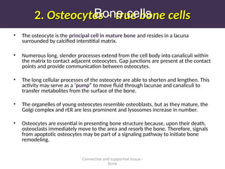 2.
2. Osteocytes – true bone cells
Osteocytes – true bone cells
• The osteocyte is the principal cell in mature bone and resides in a lacuna
surrounded by calcified interstitial matrix.
• Numerous long, slender processes extend from the cell body into canaliculi within
the matrix to contact adjacent osteocytes. Gap junctions are present at the contact
points and provide communication between osteocytes.
• The long cellular processes of the osteocyte are able to shorten and lengthen. This
activity may serve as a ‘pump” to move fluid through lacunae and canaliculi to
transfer metabolites from the surface of the bone.
• The organelles of young osteocytes resemble osteoblasts, but as they mature, the
Golgi complex and rER are less prominent and lysosomes increase in number.
• Osteocytes are essential in presenting bone structure because, upon their death,
osteoclasts immediately move to the area and resorb the bone. Therefore, signals
from apoptotic osteocytes may be part of a signaling pathway to initiate bone
remodeling.
Connective and supportive tissue -
Bone
Bone cells
 