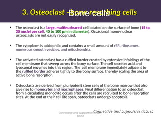 3.
3. Osteoclast –bone resorbing cells
Osteoclast –bone resorbing cells
• The osteoclast is a large, multinucleared cell located on the surface of bone (15 to
30 nuclei per cell, 40 to 100 µm in diameter). Occasional mono-nuclear
osteoclasts are not easily recognized.
• The cytoplasm is acidophilic and contains a small amount of rER, ribosomes,
numerous smooth vesicles, and mitochondria.
• The activated osteoclast has a ruffled border created by extensive infoldings of the
cell membrane that sweep across the bony surface. The cell secretes acid and
lysosomal enzymes into this region. The cell membrane immediately adjacent to
the ruffled border adheres tightly to the bony surface, thereby scaling the area of
active bone resorption.
• Osteoclasts are derived from pluripotent stem cells of the bone marrow that also
give rise to monocytes and macrophages. Final differentiation to an osteoclast
from a circulating monocyte occurs after the cells are recruited to bone resorption
sites. At the end of their cell life span, osteoclasts undergo apoptosis.
Connective and supportive tissue -
Bone
Connective and supportive tissues
Connective and supportive tissues
Bone cells
 