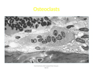 Osteoclasts
Connective and supportive tissue -
Bone
 