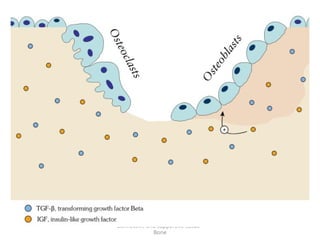 Connective and supportive tissue -
Bone
 