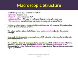 Macroscopic Structure
Macroscopic Structure
• An adult long bone (e.g., humerus) consists of
- Epiphyses - enlarged ends
- Diaphysis - hollow cylindrical shaft
- Articular cartilage - thin layer of hyaline cartilage covering epiphyseal ends
- The periosteum - vascular fibrous membrane covering ext. surface of bone
• Each region of the bone is composed of lamellar bone
Each region of the bone is composed of lamellar bone, but it is arranged differently to best
perform its biomechanical function.
• The epiphyses have a thin shell of dense bone (subchondral bone) under the articular
cartilage.
• A network of trabeculae forms spongy bone
A network of trabeculae forms spongy bone, which extends from the subchondral bone to
form the center of the bone.
• The wall of the diaphysis is composed of compact bone
The wall of the diaphysis is composed of compact bone,
, which contains osteons. The inner
(medullary) cavity of bone is lined by endosteum and contains adipose tissue or red
(hemopoietic) or yellow (adipose) bone marrow, depending on the age of the animal or the
region of the bone.
Connective and supportive tissue -
Bone
 