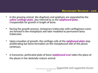 • In the growing animal, the diaphysis and epiphysis are separated by the
yaline cartilage plate, also referred to as the epiphyseal plate,
hresponsible for growth in length of bone.
• During the growth process, temporary trabeculae with cartilaginous cores
are formed in the metaphysis and later modeled to permanent bony
trabeculae.
• Upon cessation of growth, the cartilage cells of the epiphyseal plate stop
proliferating but bone formation on the metaphyseal side of the physis
continues.
• A transverse, perforated plate of bone (epiphyseal scar) takes the place of
the physis in the skeletally mature animal.
Connective and supportive tissue -
Bone
Connective and supportive tissues
Connective and supportive tissues
Macroscopic Structure – cont.
Macroscopic Structure – cont.
 
