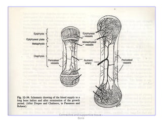 Connective and supportive tissue -
Bone
 