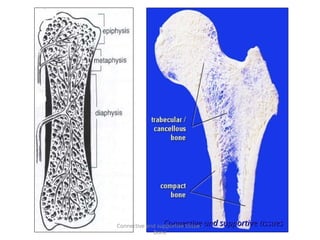Connective and supportive tissues
Connective and supportive tissues
Connective and supportive tissue -
Bone
 