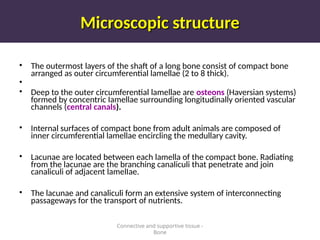 Microscopic structure
Microscopic structure
• The outermost layers of the shaft of a long bone consist of compact bone
arranged as outer circumferential lamellae (2 to 8 thick).
•
• Deep to the outer circumferential lamellae are osteons (Haversian systems)
formed by concentric Iamellae surrounding longitudinally oriented vascular
channels (central canals).
• Internal surfaces of compact bone from adult animals are composed of
inner circumferential lamellae encircling the medullary cavity.
• Lacunae are located between each lamella of the compact bone. Radiating
from the lacunae are the branching canaliculi that penetrate and join
canaliculi of adjacent lamelIae.
• The lacunae and canaliculi form an extensive system of interconnecting
passageways for the transport of nutrients.
Connective and supportive tissue -
Bone
 
