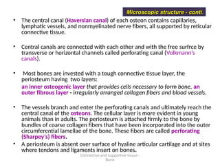 • The central canal (Haversian canal) of each osteon contains capillaries,
lymphatic vessels, and nonmyelinated nerve fibers, all supported by reticular
connective tissue.
• Central canals are connected with each other and with the free surfrce by
transverse or horizontal channels called perforating canal (Volkmann’s
canals).
• Most bones are invested with a tough connective tissue layer, the
periosteum having two layers:
an inner osteogenic layer that provides cells necessary to form bone, an
outer fibrous layer - irregularly arranged collagen fibers and blood vessels.
• The vessels branch and enter the perforating canals and ultimately reach the
central canal of the osteons. The cellular layer is more evident in young
animals than in adults. The periosteum is attached firmly to the bone by
bundles of coarse collagen fibers that have been incorporated into the outer
circumferential lamellae of the bone. These fibers are called perforating
(Sharpey’s) fibers.
• A periosteum is absent over surface of hyaline articular cartilage and at sites
where tendons and ligaments insert on bones.
Connective and supportive tissue -
Bone
Microscopic structure - conti
Microscopic structure - conti.
 