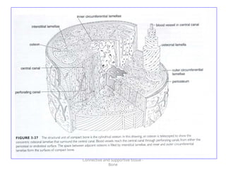 Connective and supportive tissue -
Bone
 
