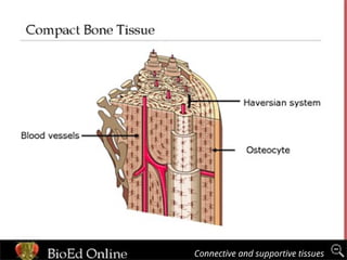 Connective and supportive tissue -
Bone
Connective and supportive tissues
Connective and supportive tissues
 