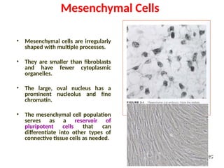 Mesenchymal Cells
• Mesenchymal cells are irregularly
shaped with multiple processes.
• They are smaller than fibroblasts
and have fewer cytoplasmic
organelles.
• The large, oval nucleus has a
prominent nucleolus and fine
chromatin.
• The mesenchymal cell population
serves as a reservoir of
pluripotent cells that can
differentiate into other types of
connective tissue cells as needed.
Connective and supportive tissues
Connective and supportive tissues
 