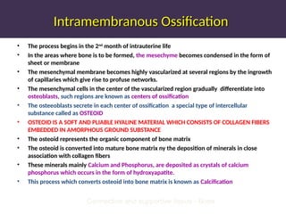Intramembranous Ossification
Intramembranous Ossification
• The process begins in the 2nd
month of intrauterine life
• In the areas where bone is to be formed, the mesechyme becomes condensed in the form of
sheet or membrane
• The mesenchymal membrane becomes highly vascularized at several regions by the ingrowth
of capillaries which give rise to profuse networks.
• The mesenchymal cells in the center of the vascularized region gradually differentiate into
osteoblasts, such regions are known as centers of ossification
• The osteeoblasts secrete in each center of ossification a special type of intercellular
substance called as OSTEOID
• OSTEOID IS A SOFT AND PLIABLE HYALINE MATERIAL WHICH CONSISTS OF COLLAGEN FIBERS
EMBEDDED IN AMORPHOUS GROUND SUBSTANCE
• The osteoid represents the organic component of bone matrix
• The osteoid is converted into mature bone matrix ny the deposition of minerals in close
association with collagen fibers
• These minerals mainly Calcium and Phosphorus, are deposited as crystals of calcium
phosphorus which occurs in the form of hydroxyapatite.
• This process which converts osteoid into bone matrix is known as Calcification
Connective and supportive tissue - Bone
 