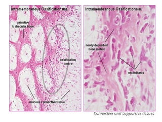 Connective and supportive tissues
Connective and supportive tissues
 