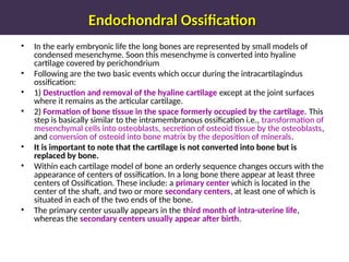 Endochondral Ossification
Endochondral Ossification
• In the early embryonic life the long bones are represented by small models of
condensed mesenchyme. Soon this mesenchyme is converted into hyaline
cartilage covered by perichondrium
• Following are the two basic events which occur during the intracartilagindus
ossification:
• 1) Destruction and removal of the hyaline cartilage except at the joint surfaces
where it remains as the articular cartilage.
• 2) Formation of bone tissue in the space formerly occupied by the cartilage. This
step is basically similar to the intramembranous ossification i.e., transformation of
mesenchymal cells into osteoblasts, secretion of osteoid tissue by the osteoblasts,
and conversion of osteoid into bone matrix by the deposition of minerals.
• It is important to note that the cartilage is not converted into bone but is
replaced by bone.
• Within each cartilage model of bone an orderly sequence changes occurs with the
appearance of centers of ossification. In a long bone there appear at least three
centers of Ossification. These include: a primary center which is located in the
center of the shaft, and two or more secondary centers, at least one of which is
situated in each of the two ends of the bone.
• The primary center usually appears in the third month of intra-uterine life,
whereas the secondary centers usually appear after birth.
Connective and supportive tissue - Bone
 