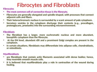 Fibrocytes and Fibroblasts
Fibrocytes
• The most common cell of connective tissue is the fibrocyte.
• Fibrocytes are generally elongated and spindle-shaped, with processes that connect
adjacent cells and fibers.
• Their heterochromacic nucleus is surrounded by a scant amount of pale cytoplasm.
• Secretory vesicles in the cytoplasm discharge their contents (e.g., procollagen,
proteoglycans, proelastin) into the surrounding microenvironment.
Fibroblasts
• The fibroblast has a larger, more euchromatic nucleus and more abundant,
basophilic cytoplasm than the fibrocyte.
• At the EM level, abundant rER and a prominent Golgi complex are present in the
cytoplasm.
• In certain situations, fibroblasts may differentiate into adipose cells, chondroblasts,
or osteoblasts.
Myofibroblasts
• are fibroblasts that contain actin filaments associated with dense bodies; hence,
they resemble smooth muscle cells.
• It is believed that myofibroblasts play a role in contraction of the wound during
healing.
 