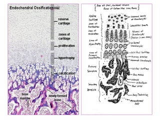 Connective and supportive tissues
Connective and supportive tissues
 