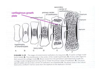 cartilaginous growth
plate
 