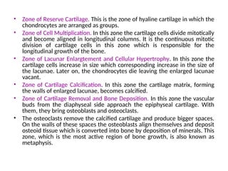 • Zone of Reserve Cartilage. This is the zone of hyaline cartilage in which the
chondrocytes are arranged as groups.
• Zone of Cell Multiplication. In this zone the cartilage cells divide mitotically
and become aligned in longitudinal columns. It is the continuous mitotic
division of cartilage cells in this zone which is responsible for the
longitudinal growth of the bone.
• Zone of Lacunar Enlargtement and Cellular Hypertrophy. In this zone the
cartilage cells increase in size which corresponding increase in the size of
the lacunae. Later on, the chondrocytes die leaving the enlarged lacunae
vacant.
• Zone of Cartilage Calcification. In this zone the cartilage matrix, forming
the walls of enlarged lacunae, becomes calcified.
• Zone of Cartilage Removal and Bone Deposition. In this zone the vascular
buds from the diaphyseal side approach the epiphyseal cartilage. With
them, they bring osteoblasts and osteoclasts.
• The osteoclasts remove the calcified cartilage and produce bigger spaces.
On the walls of these spaces the osteoblasts align themselves and deposit
osteoid tissue which is converted into bone by deposition of minerals. This
zone, which is the most active region of bone growth, is also known as
metaphysis.
 