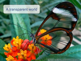 A transparent world Photo Credit:  http://www.flickr.com/photos/e3000/1561440998/ 