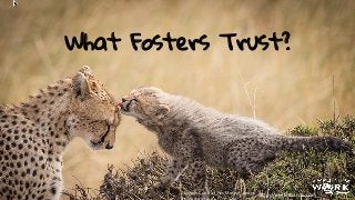 What Fosters Trust?
Cheetah	
  Cub	
  And	
  Her	
  Mother,	
  Kenya	
  
By	
  Marco	
  Urso	
  
h"p://ayeletbaron.com	
  
 