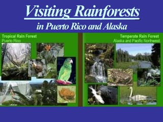 Visiting Rainforests
inPuertoRicoandAlaska
 