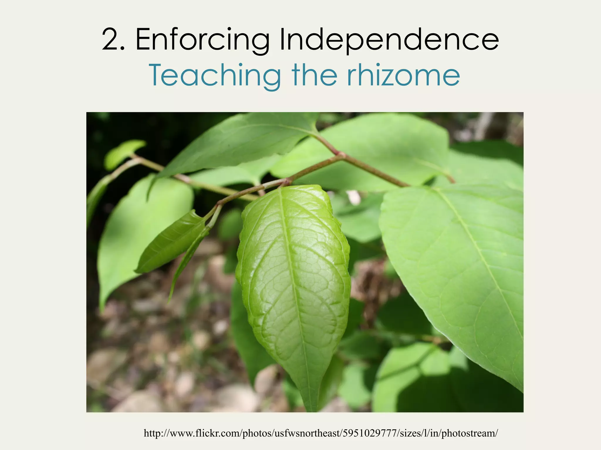 2. Enforcing Independence
Teaching the rhizome
http://www.flickr.com/photos/usfwsnortheast/5951029777/sizes/l/in/photostream/
 
