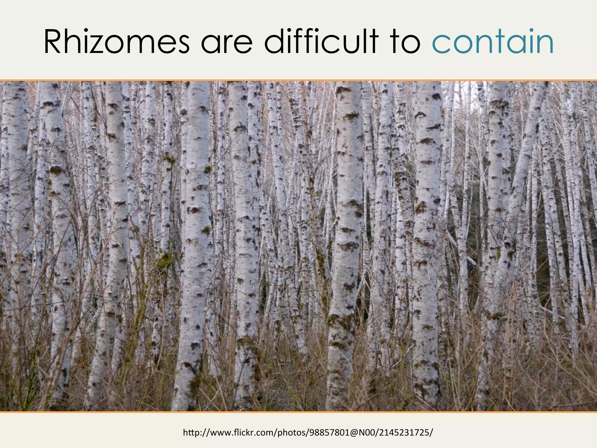 h"p://www.ﬂickr.com/photos/98857801@N00/2145231725/	
Rhizomes are difficult to contain
 