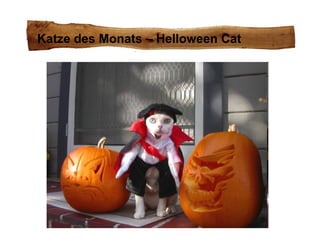 Katze des Monats – Helloween Cat 