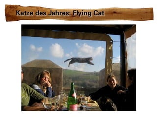 Katze des Jahres: Flying Cat
 