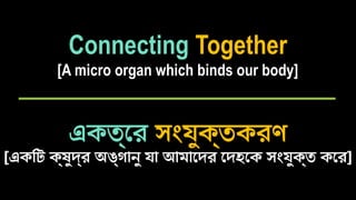 Connecting Together
[A micro organ which binds our body]
একত্রে সংযুক্তকরণ
[একটি ক্ষুদ্র অঙ্গানু যা আমাদের দেহকে সংযুক্ত করে]
 