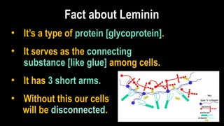 Fact about Leminin
• It’s a type of protein [glycoprotein].
• It serves as the connecting
substance [like glue] among cells.
• It has 3 short arms.
• Without this our cells
will be disconnected.
 