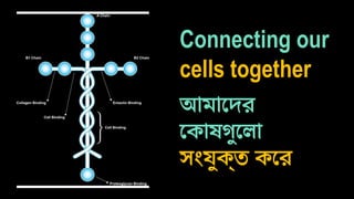 Connecting our
cells together
আমাদের
কোষগুলো
সংযুক্ত করে
 