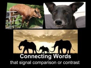 Connecting Words
that signal comparison or contrast.
 