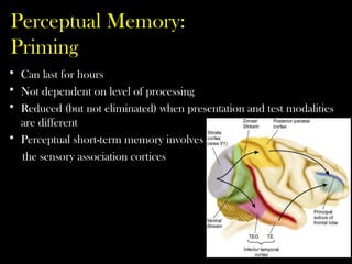• Can last for hours
• Not dependent on level of processing
• Reduced (but not eliminated) when presentation and test modalities
are different
• Perceptual short-term memory involves
the sensory association cortices
Perceptual Memory:
Priming
 