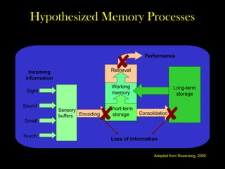 Hypothesized Memory Processes
Incoming
information
Performance
Retrieval
Working
memory
Short-term
storage
Encoding
Long-term
storage
Consolidation
Sensory
buffers
Sight
Sound
Smell
Touch
Adapted from Rozenzeig, 2002
Loss of information
 

 
