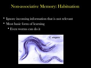 Non-associative Memory: Habituation
• Ignore incoming information that is not relevant
• Most basic form of learning
•Even worms can do it
 