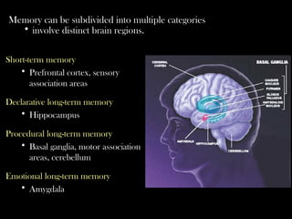 Short-term memory
• Prefrontal cortex, sensory
association areas
Declarative long-term memory
• Hippocampus
Procedural long-term memory
• Basal ganglia, motor association
areas, cerebellum
Emotional long-term memory
• Amygdala
Memory can be subdivided into multiple categories
• involve distinct brain regions.
 