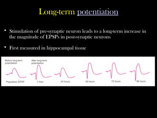 Long-term potentiation
• Stimulation of pre-synaptic neuron leads to a long-term increase in
the magnitude of EPSPs in post-synaptic neurons
• First measured in hippocampal tissue
 