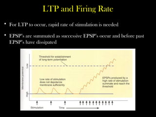 LTP and Firing Rate
• For LTP to occur, rapid rate of stimulation is needed
• EPSP’s are summated as successive EPSP’s occur and before past
EPSP’s have dissipated
 