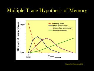 Multiple Trace Hypothesis of Memory
0
1
2
3
4
5
6
7
8
9
1 0
Time
Strength
of
memory
trace
Sensory buffer
Short-term memory
Intermediate-term memory
Long-term memory
High
Low
Input
Adapted from Rozenzeig, 2002
 