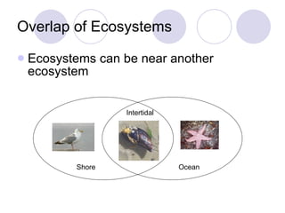 Overlap of Ecosystems Ecosystems can be near another ecosystem Shore Intertidal Ocean 