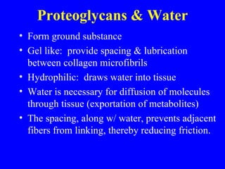 Proteoglycans & Water Form ground substance Gel like:  provide spacing & lubrication between collagen microfibrils Hydrophilic:  draws water into tissue Water is necessary for diffusion of molecules through tissue (exportation of metabolites) The spacing, along w/ water, prevents adjacent fibers from linking, thereby reducing friction. 