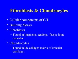 Fibroblasts & Chondrocytes Cellular components of C/T Building blocks Fibroblasts  Found in ligaments, tendons,  fascia, joint capsules. Chondrocytes Found in the collagen matrix of articular cartilage. 
