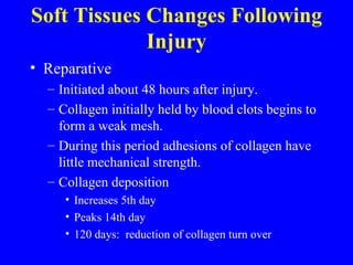 Soft Tissues Changes Following Injury Reparative Initiated about 48 hours after injury. Collagen initially held by blood clots begins to form a weak mesh. During this period adhesions of collagen have little mechanical strength. Collagen deposition Increases 5th day Peaks 14th day 120 days:  reduction of collagen turn over 