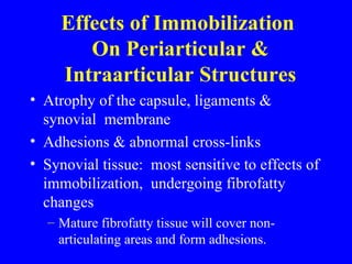 Effects of Immobilization  On Periarticular & Intraarticular Structures Atrophy of the capsule, ligaments & synovial  membrane  Adhesions & abnormal cross-links Synovial tissue:  most sensitive to effects of immobilization,  undergoing fibrofatty changes Mature fibrofatty tissue will cover non-articulating areas and form adhesions. 