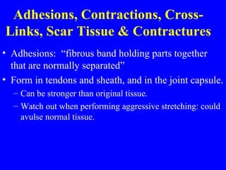 Adhesions, Contractions, Cross-Links, Scar Tissue & Contractures Adhesions:  “fibrous band holding parts together that are normally separated” Form in tendons and sheath, and in the joint capsule. Can be stronger than original tissue. Watch out when performing aggressive stretching: could avulse normal tissue. 